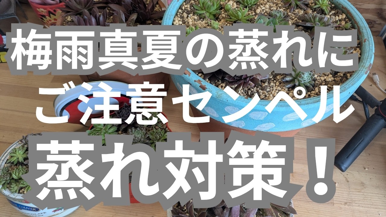 vlog321多肉植物】2026、5センペルビウム梅雨の蒸れにご注意下さい