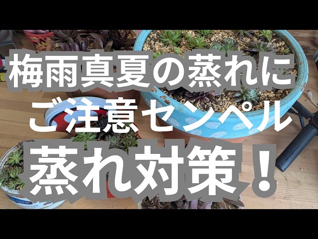 vlog321多肉植物】2026、5センペルビウム梅雨の蒸れにご注意下さい