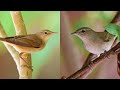 صوت رائع لعصفور دخلة الحدائق Garden Warbler Call