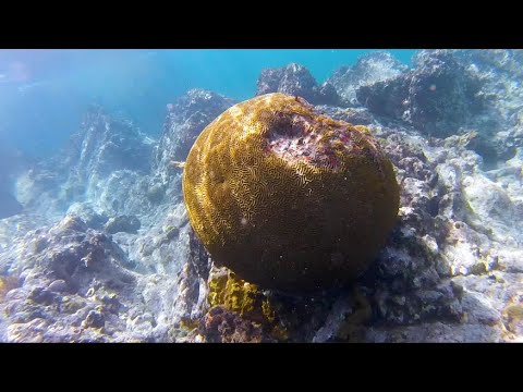Troubled Tides: The Disappearing Coral Reefs of the Caribbean
