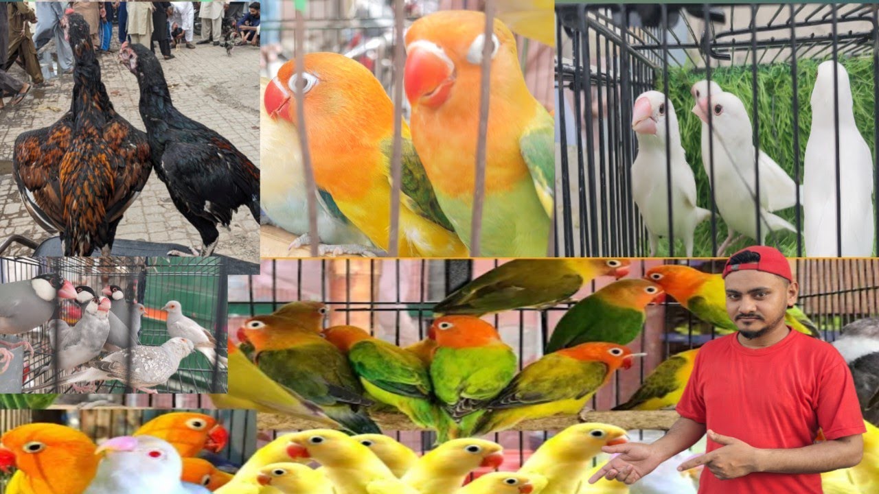Larri Adda Lahore larri adda Sunday market main prindon ki bhamar #bird # ...