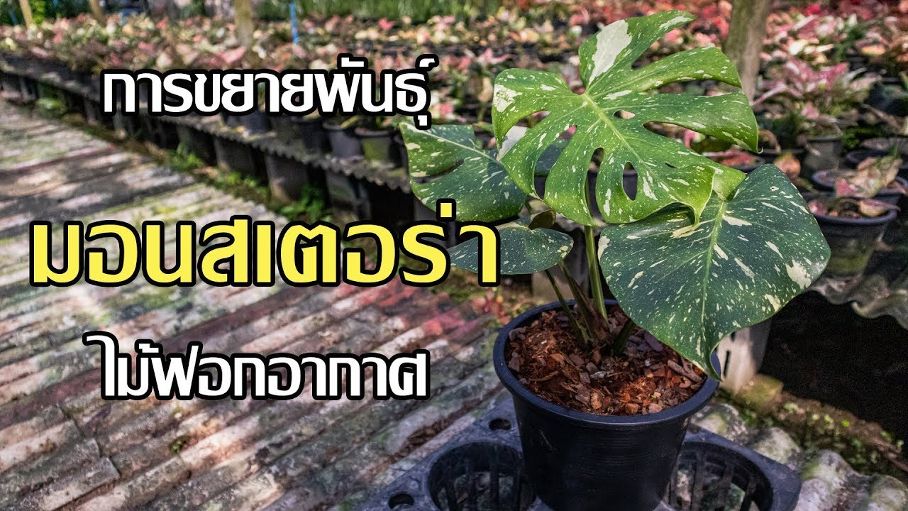 การขยายพันธุ์ มอนสเตอร่า ไม้ฟอกอากาศ สวนลุงช้อย ฟิโลเดนดรอน Philodendron