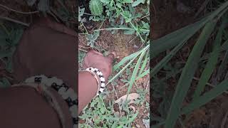 Isinqe Esibuhlungu Ne Infection