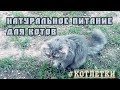 Чем кормить кота? Котлетки для кошек. Натуральное питание