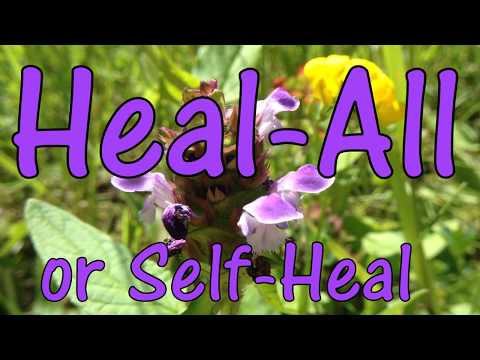 Video: Self Heal Weed Control - Tips Mengelola Tanaman Self Heal