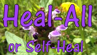 Heal-All or Self-Heal 🌸 How to Identify and Use Prunella vulgaris