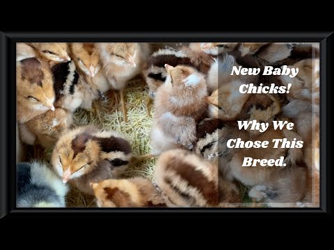 Wideo: Czy kurczaki bielefelderskie są przyjazne?