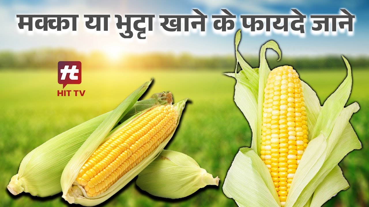 Know the benefits of eating maize or corn | Hit TV Today | - YouTube
