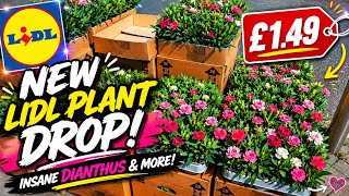 NEW LIDL PLANT DROP!  🌸 Insane £1.49 Dianthus & More!