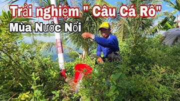  Câu Cá Rô đồng  mùa nước nổi  ? Mồi gì thích hợp nhất ?