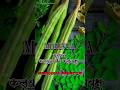MORINGA सहजन/कलयुग का कल्पवृक्ष #kalpvriksha #shorts #ytshorts #medicinalplants