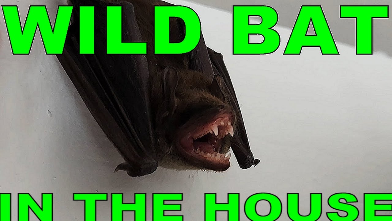 Wild Bat on the Wall | Showing Teeth | Very Tired | Middle of the Day | Is he a Pet?