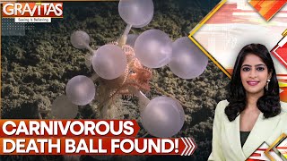 The Death Ball Sponge: Carnivorous Predator Found In Ocean Abyss | GRAVITAS Wealth