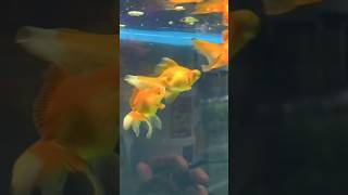 Нерестятся Золотые Рыбки 🐟 #Аквариум #Exomenu #Aquarium #Аквариумныерыбки