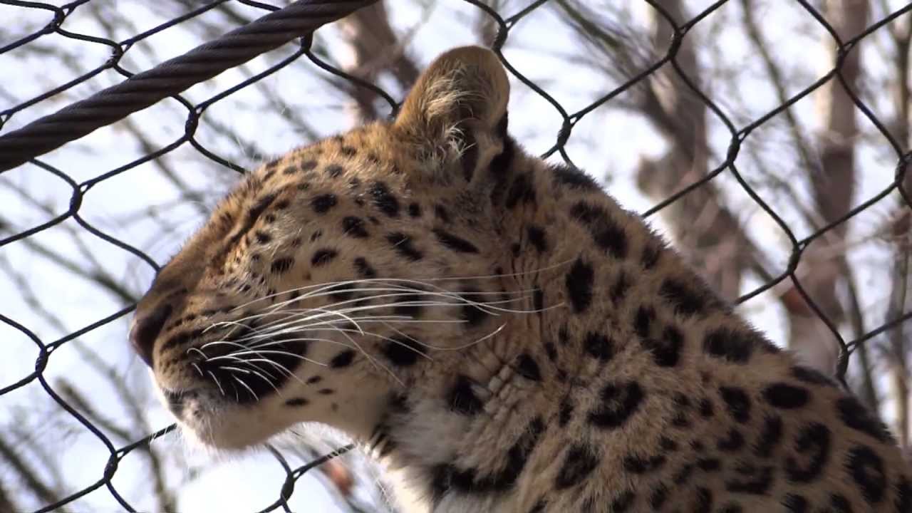 Sony HX100V 1080 60i HD video (FH) Leopard