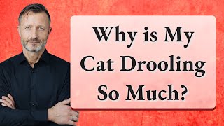 Why is My Cat Drooling So Much?