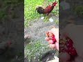 pomegranate 🐓👌#youtubeshorts #chicken #funny #cute #music