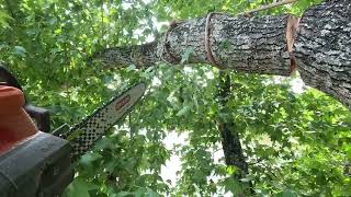 Removing bad limbs from a sweet gum tree