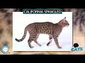 California Spangled 🐱🦁🐯 EVERYTHING CATS 🐯🦁🐱 の動画、YouTube動画。