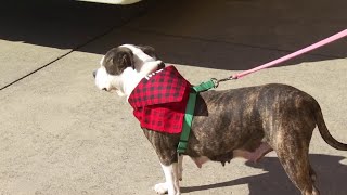 ‘It’s great to see them go home:’ Angels of Assisi hosts pet adoption event for PetSmart Chariti...