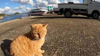 感動猫動画 のライブ配信