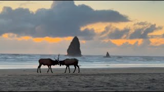 Elk seen rutting for dominance at Cannon Beach during sunset