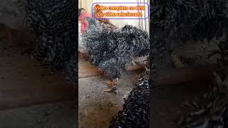 Criação De Galinha Caipira Modelada