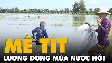 Mê tít lươn đồng xúc ụ mùa nước nổi ở miền Tây