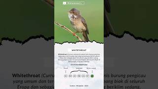 Whitethroat | Curruca Communis | Common Whitethroat