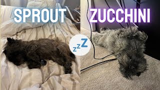 Same Dog Breed  Different Sleeping Styles