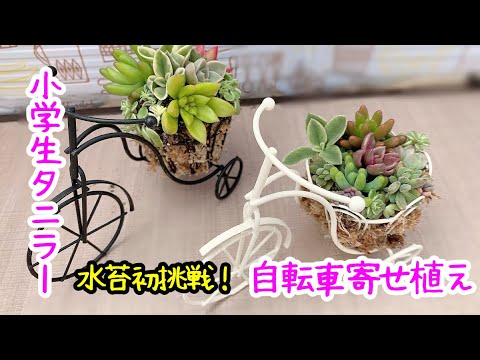 寄せ植え 水苔初挑戦 育てた多肉で自転車寄せ植え 多肉植物 小学生タニラー Youtube