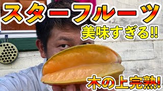 スターフルーツ。果樹。約130cm 鉢ごと無料で発送致します。 スターフルーツ。果樹。鉢ごと無料で発送致します。