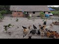 VIDA DE QUEM VIVE NA ROÇA/ALIMENTANDO OS ANIMAIS E COLHENDO FEIJÃO FAZENDO DOCE