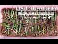 Paano magpaugat at magparami ng Dendrobium Orchids, Step by step Tutorial | How to Propagate Dendro