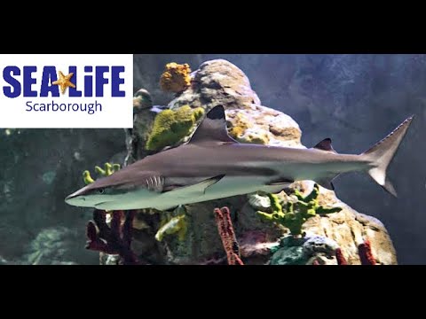 Sea Life Scarborough | Full Walkthrough 4K | January 2023