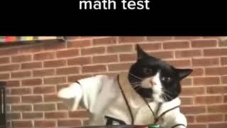 The Final Brain Cell Cat Version...