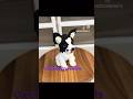 Crochet Dog #custommade #handmade #giftideas #etsyfinds
