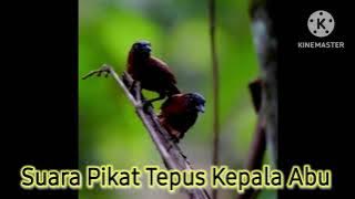 Suara pikat Tepus Kepala Abu 