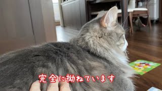 家族旅行中、一匹留守番をされられて皆が帰ってきてもしばらく拗ねていた猫 ノルウェージャンフォレストキャット A cat who was alone in an answering machine