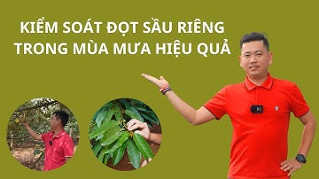 Kiểm Soát Đọt Sầu Riêng Trong Mùa Mưa Hiệu Quả | Nông Nghiệp Tây Nguyên
