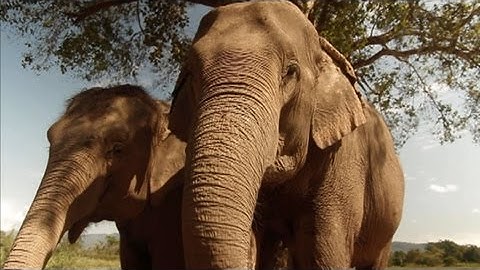 Elephant Dung Coffee: Smooth, Rich, Expensive