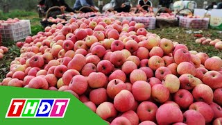 Trái cây Trung Quốc đổ về Việt Nam | THDT