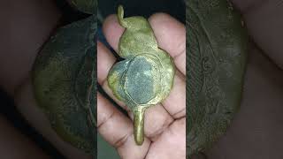 Semar mesem pejetan tangan