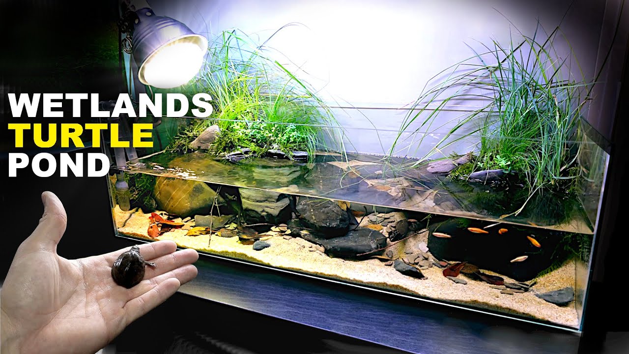 charme sammensmeltning fraktion Aquascape Tutorial: Turtle Aquarium / Vivarium / Paludarium (how to step by  step planted tank guide) - YouTube