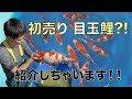 【目玉鯉の販売】2023年錦鯉初売りセールの当歳鯉を一挙ご紹介！#nishikigoi #錦鯉 #丸筑魚苑