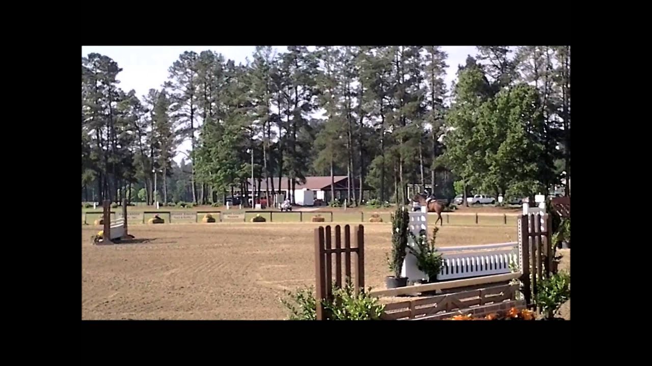 Miles  Handy Performance WorkingHunter