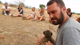 Baby Baboon Play Time N/a'an ku sê by Andrew 14,297 views 6 years ago 21 seconds