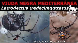 VIUDA NEGRA MEDITERRANEA (documental) Latrodectus tredecimguttatus