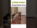 Dogs Being Idiots Part 338 Great Dane Core Funnydog Funnypet Cutedog Dog Pets Shorts