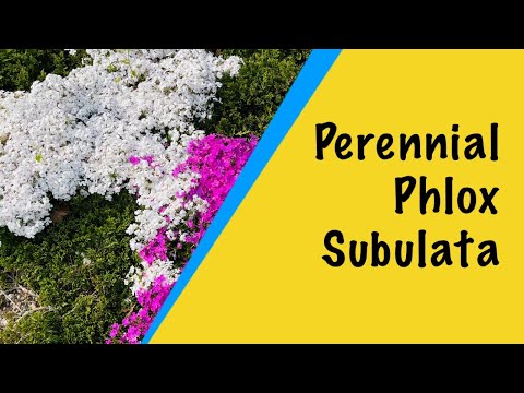 #Perennial Phlox Subulata